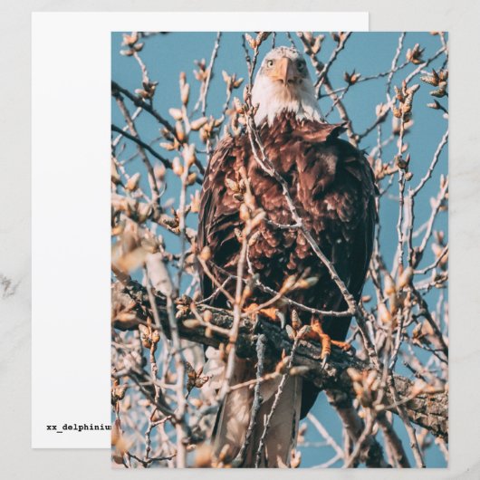 American Bald Eagle (Voorkant / Achterkant)