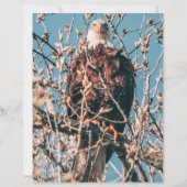 American Bald Eagle (Voorkant)