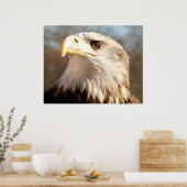 American Bald Eagle Closeup Poster (Keuken)