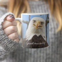 American Bald Eagle Goedemorgen Grappig