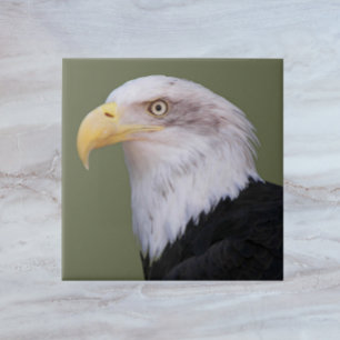 American Bald Eagle Head Tegeltje