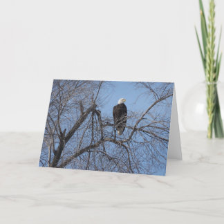 American Bald Eagle in Tree Card - White Inside Kaart
