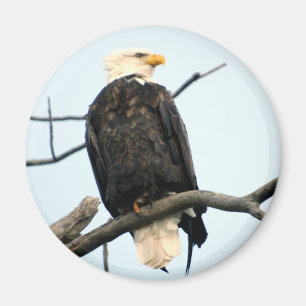 American Bald Eagle Magnet Magneet