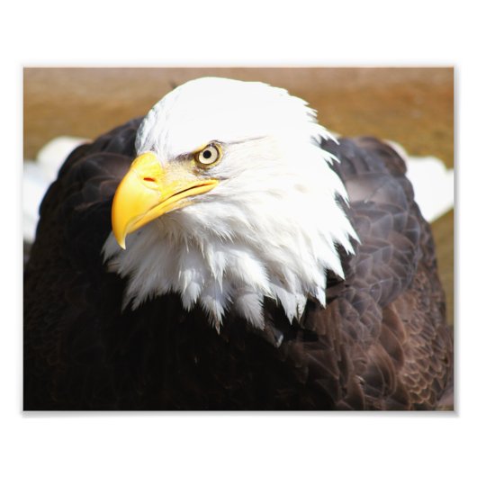 American Bald Eagle Photographie Imprimer (Devant)