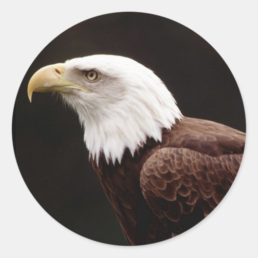American Bald Eagle Sticker (Voorkant)