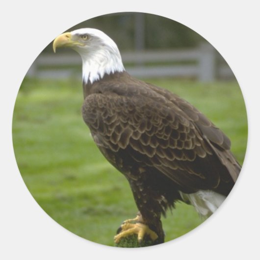 American Bald Eagle Sticker (Voorkant)