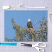 American Bald Eagle Tissue Tissuepapier (Craft)