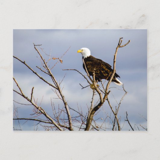 American Bald Eagle V Briefkaart (Voorkant)