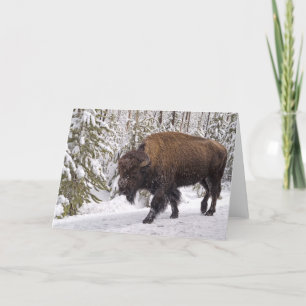 American Bison (Bison bison) Card Kaart