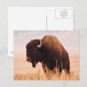 American Bison (Bison Bison) Herd In Teton 2 Briefkaart (Voorkant / Achterkant)