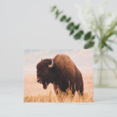 American Bison (Bison Bison) Herd In Teton 2 Briefkaart (Staand voorkant)