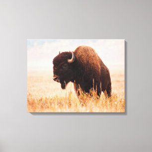 American Bison (Bison Bison) Herd In Teton 2 Canvas Afdruk