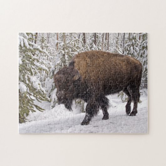 American Bison (Bison bison) Puzzle Legpuzzel (Horizontaal)
