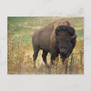 American Bison Briefkaart