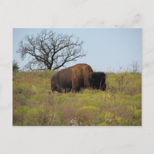 American Bison Briefkaart (Voorkant)