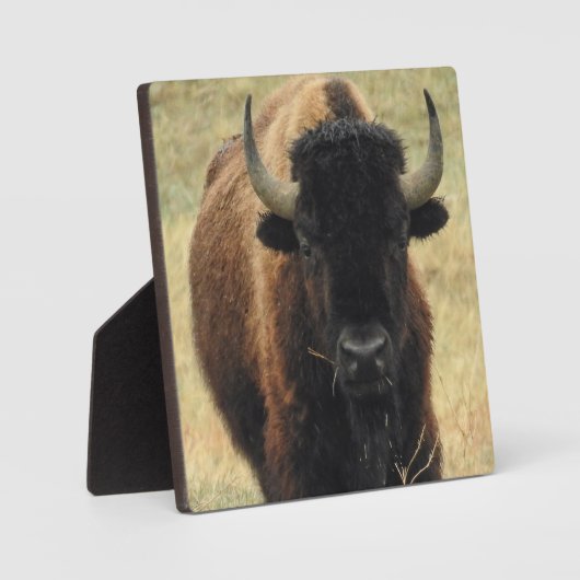 American Bison Desktop Plaque Fotoplaat (Voorkant)