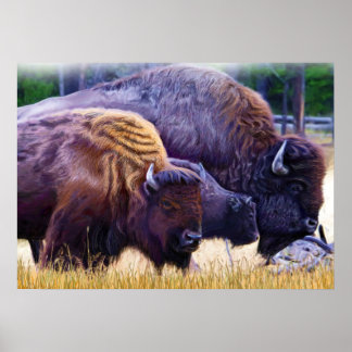 American Bison Family Poster