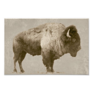American Bison Foto Afdruk