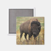 American Bison Magnet Magneet (Voorkant / Achterkant)