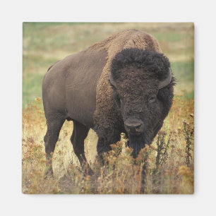 American Bison Magnet Magneet