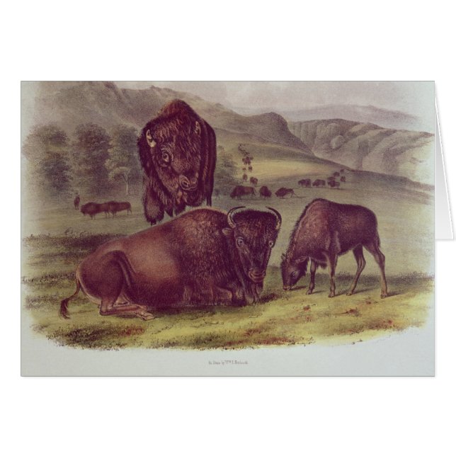 American Bison of Buffalo (Voorkant Horizontaal)