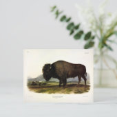 American Bison of Buffalo (Bison bison) - Audubon Briefkaart (Staand voorkant)