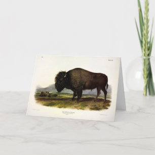 American Bison of Buffalo (Bison bison) - Audubon Kaart