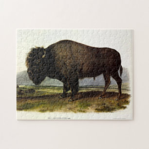 American Bison of Buffalo (Bison bison) - Audubon Legpuzzel