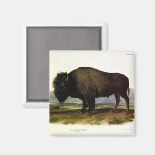 American Bison of Buffalo (Bison bison) - Audubon Magneet (Voorkant / Achterkant)