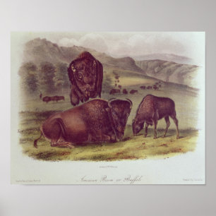 American Bison of Buffalo Poster