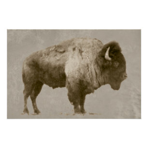 American Bison Perfect Poster