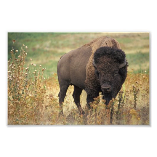 American Bison Photo Print Foto Afdruk (Voorkant)