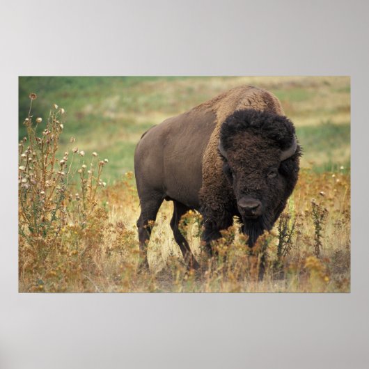 American Bison Poster (Voorkant)