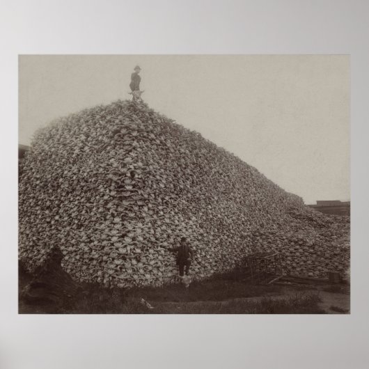 American Bison Skulls to be Ground for Fertilizer Poster (Voorkant)