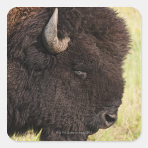 American Bison, South Dakota Vierkante Sticker