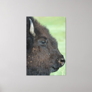 American Bison Up Close - Wildlife fotografie Canvas Afdruk