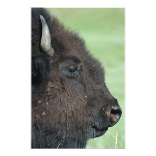 American Bison Up Close - Wildlife fotografie Foto Afdruk