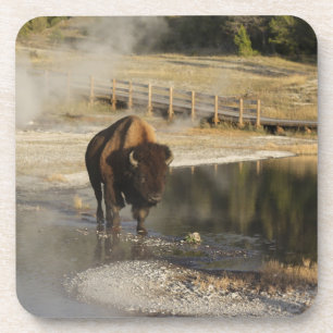 American Bison Yellowstone Wildlife Fotografie Bier Onderzetter
