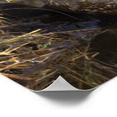 American Black Duck Poster (Coin)