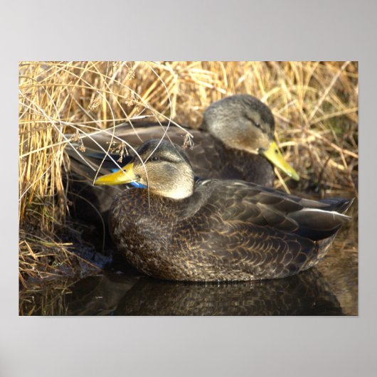 American Black Duck Poster (Devant)