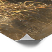 American Black Duck Poster (Coin)