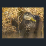 American Black Duck Poster<br><div class="desc">American Black Duck Poster</div>