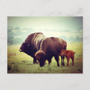 American Buffalo (Bison) Family Briefkaart