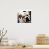 American Bulldog Face Poster (Keuken)