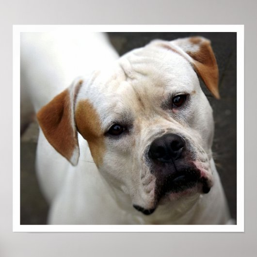 American Bulldog Face Poster (Voorkant)