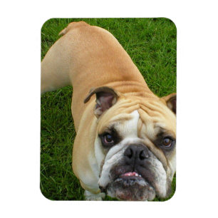 American Bulldog Premium magneet