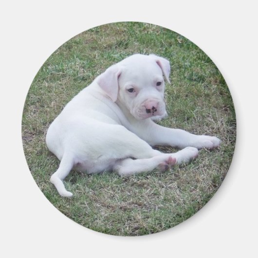 American Bulldog Puppy Magneet (Voorkant)