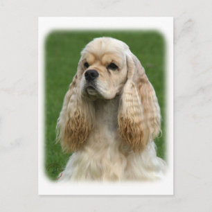 American Cocker Spaniel 9Y244D-035_2 Briefkaart