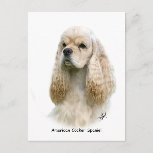 American Cocker Spaniel 9Y244D-035 Briefkaart (Voorkant)
