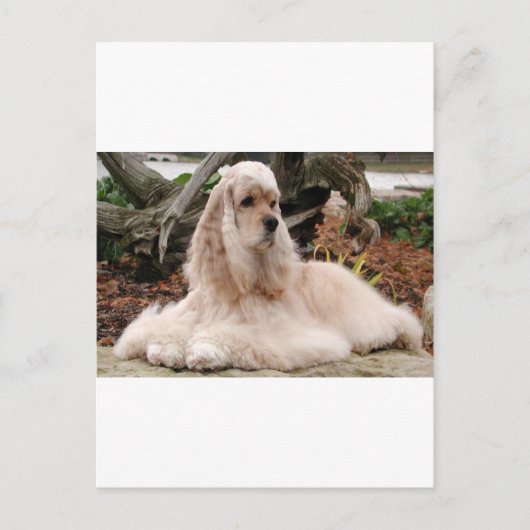 American Cocker Spaniel Series Briefkaart (Voorkant)
